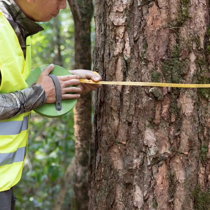 Tree Risk Assessment Arborist Report – Add-On Service